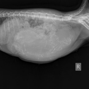 การประเมินการตั้งครรภ์และอายุครรภ์โดยภาพรังสี (Radiography)